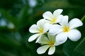 Các loài hoa không nên sử dụng khi thắp hương trên Ban Thờ