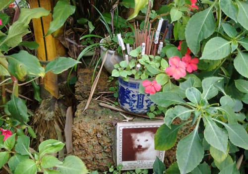 Nghĩa trang chó mèo độc nhất vô nhị quy mô lớn tại Hà Nội